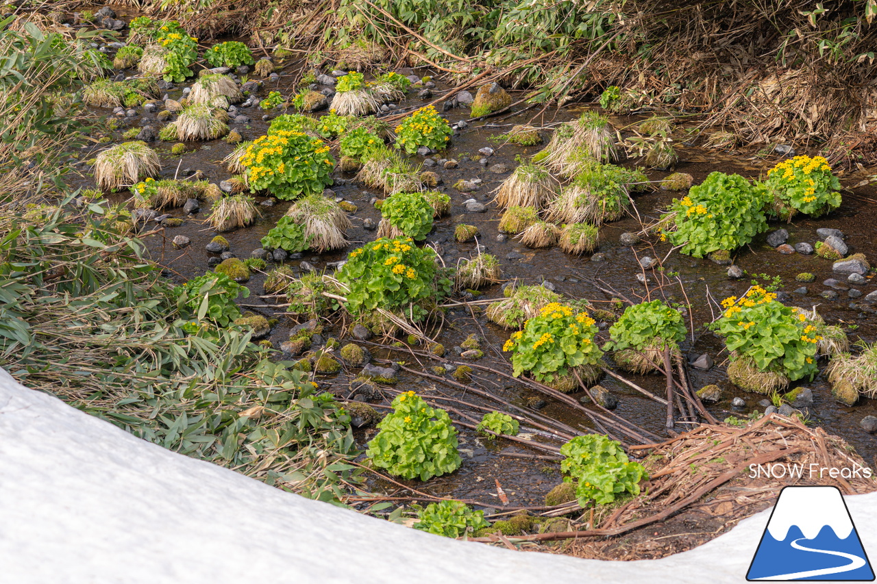 大雪山旭岳ロープウェイ｜2022-2023シーズンSNOWFreaks最終レポート。滑り納めは、北海道最高峰「旭岳」。皆様、今シーズンもありがとうございました！